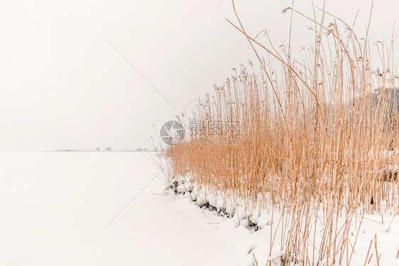 冬天的雪中薄雾中奔跑图片