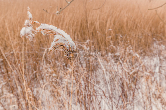 田野上冰冻植物上的雪图片