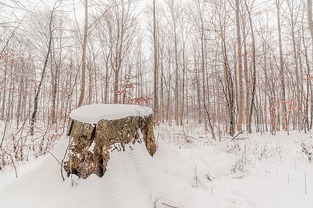 冬天,大树原木上覆盖着雪图片