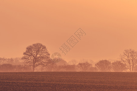 朦胧的日出中的树影图片