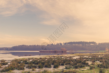 早晨日出时草的湖景图片