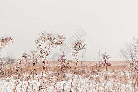 冬天高高的草地上下雪图片