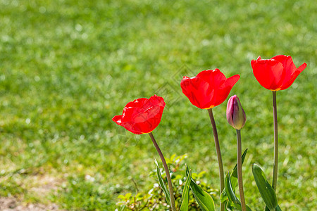 花园里的红色郁金香,背景绿色的草坪图片