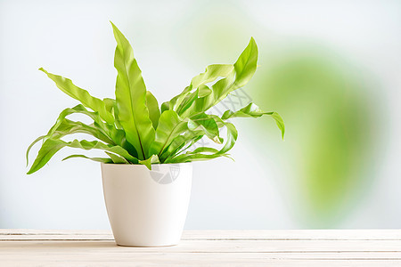 绿色植物木制桌子上的白色花盆里背景图片
