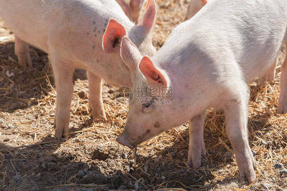 可爱的粉红色猪农场的干草里玩耍图片