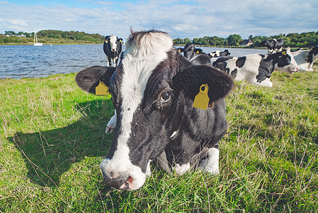牛躺湖边的青草里背景图片