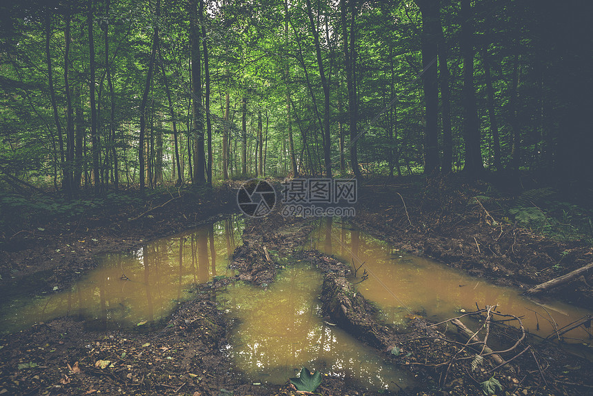 泥泞的水坑片绿树成荫的黑暗森林里图片