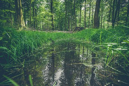 森林水坑,树林里水反射图片