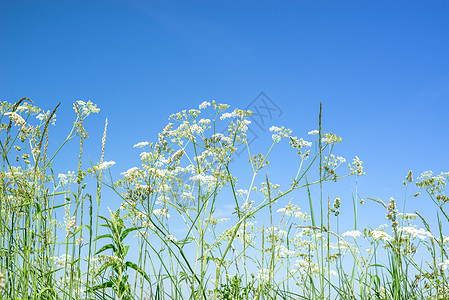 夏天,蓝天上的母牛欧芹野花图片