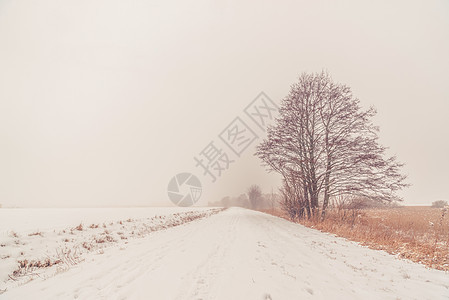 冬天路边棵孤独的树上下雪图片