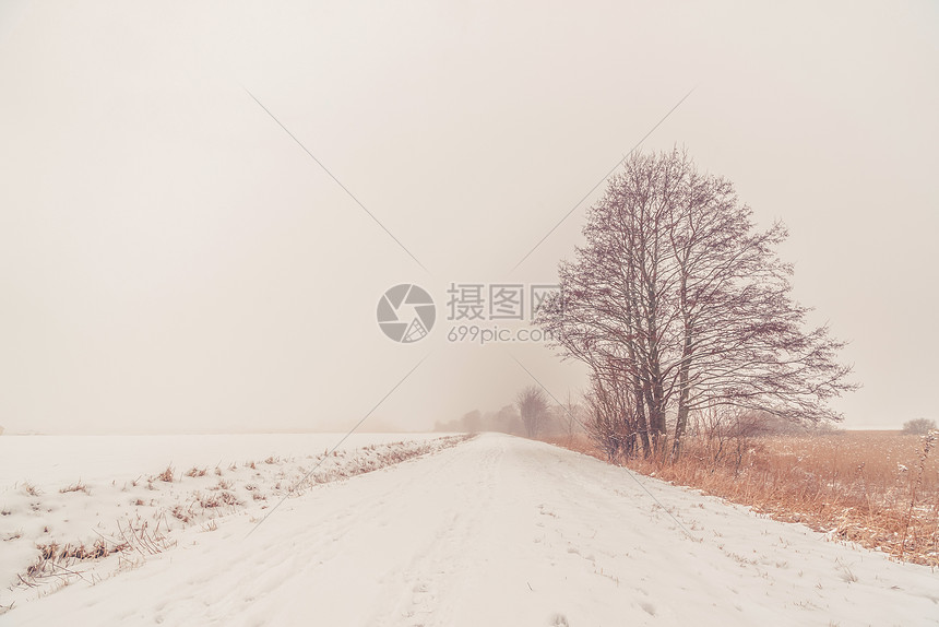 冬天路边棵孤独的树上下雪图片