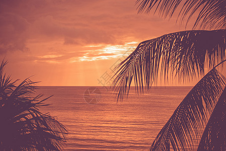 热带日落,异国情调的棕榈叶图片