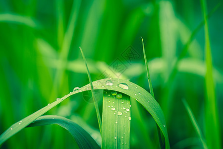 花园里绿草上的雨滴图片