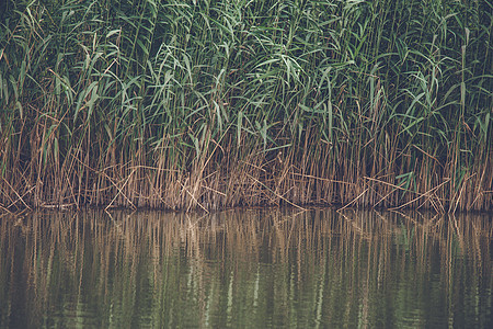 芦苇湖边绿叶,水里倒影图片