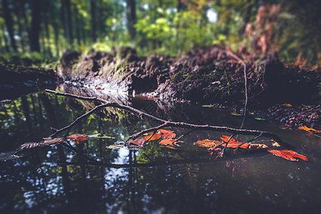 森林水坑里五颜六色的秋叶的小树枝图片