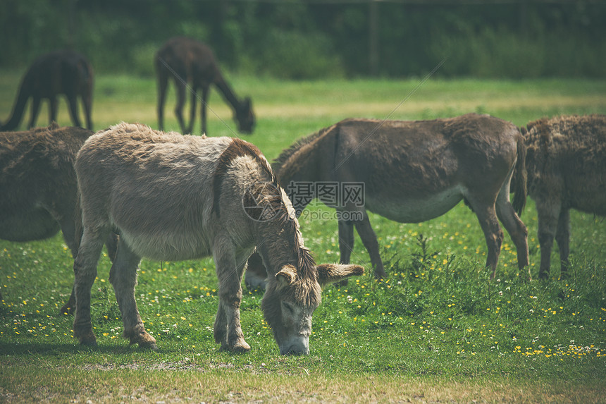 夏天,驴子的草地上吃草图片