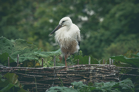 丹麦绿色自然的巢中的鹳图片