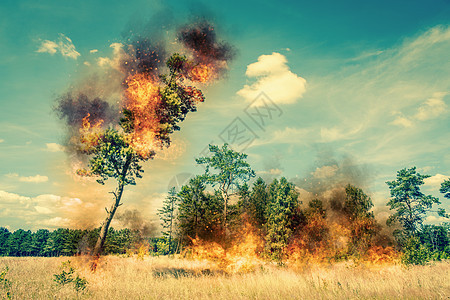 夏天干燥的田野上着火的树图片
