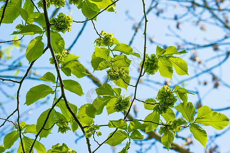 春天榆树上的绿叶图片