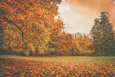 秋天的叶子棵五颜六色的树下的公园里图片