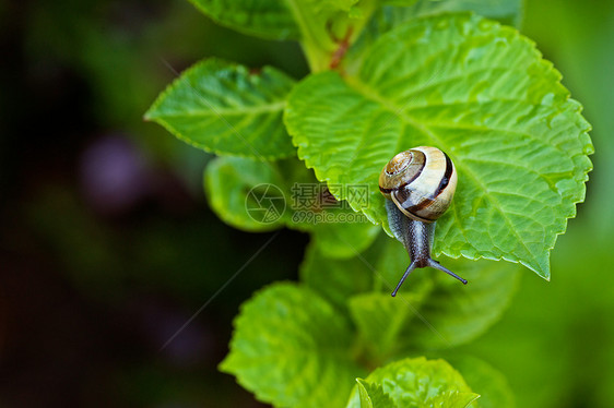 蜗牛挂花园里的绿叶上图片
