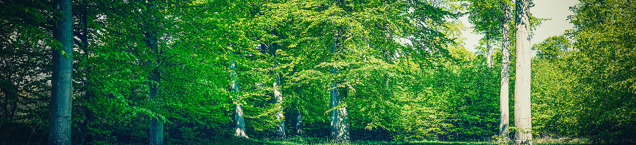 夏天绿色的森林全景图片