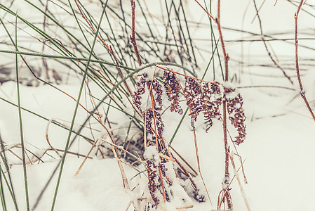 月份冬天雪的草图片