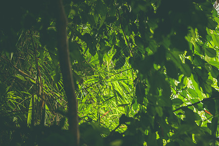 阳光下绿色植物植被的雨林图片