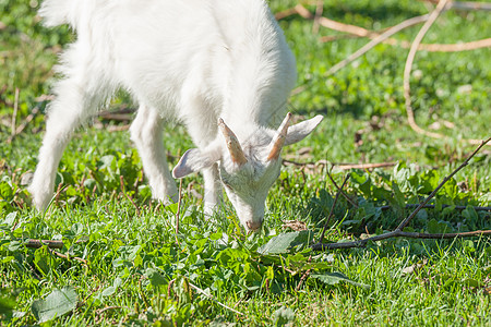 山羊孩子春天的绿色草地上吃草图片