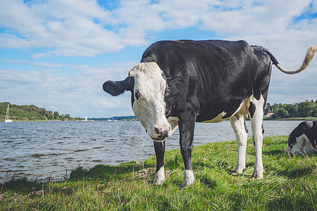 夏天河边的黑白母牛背景图片