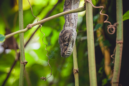 热带丛林中树上的蟒蛇图片