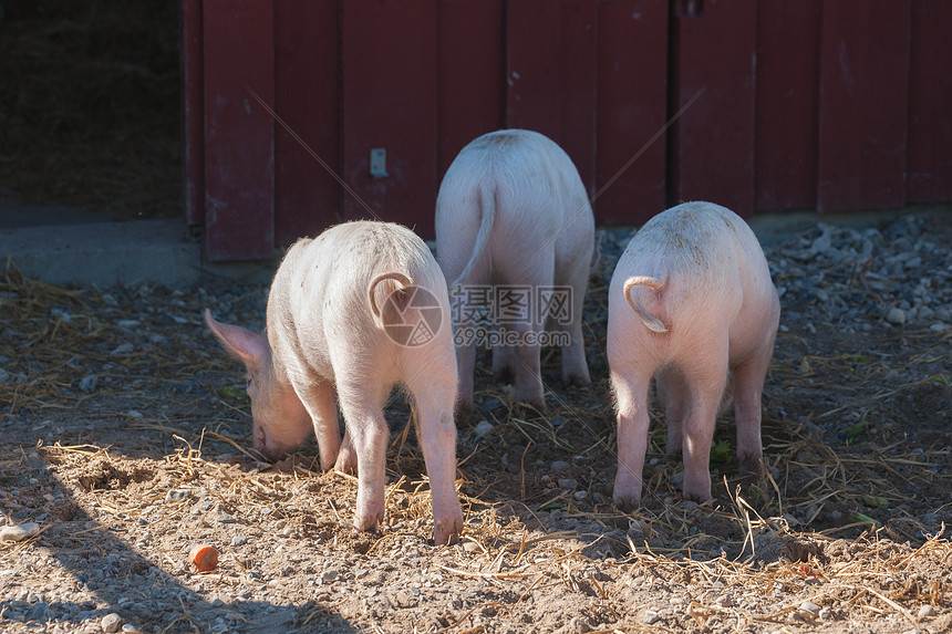 夏天个农村农场里长着卷曲尾巴的粉红色猪图片