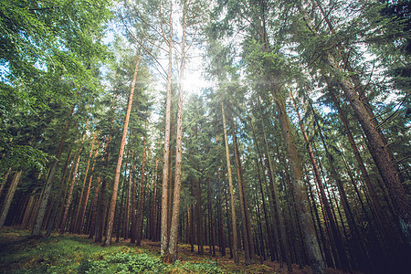 阳光透过森林中高大的松树照射图片