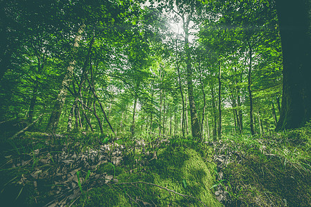 春天森林里的绿色苔藓图片