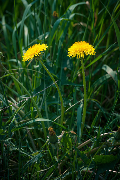 夏天绿色田野上的黄色蒲公英图片