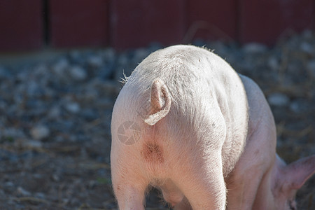 猪圈里粉皮猪的屁股尾巴图片