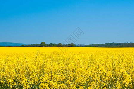 夏天黄色油菜籽田的景观图片