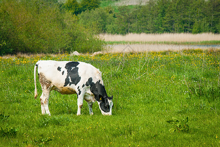 夏天,牛片绿色的草地上吃草图片