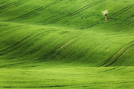 线条波浪与树木春天,南莫拉维亚,捷克共国图片