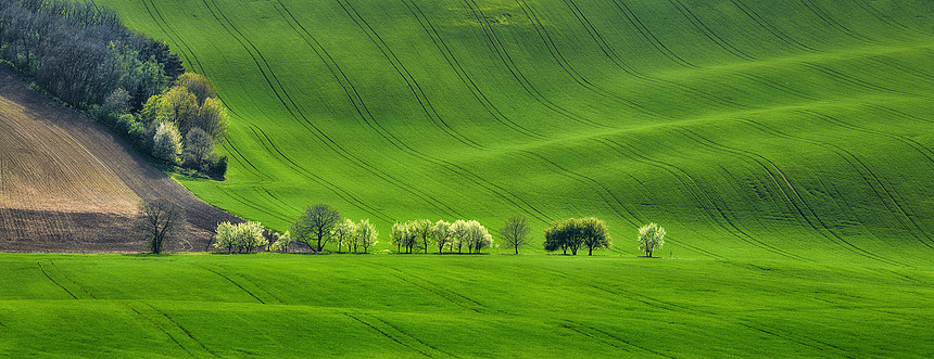 ‘~全景的田野波浪与开花的树木,南莫拉维亚,捷克共国  ~’ 的图片