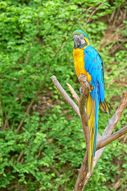 树枝上的macaw高清图片下载 正版图片 摄图网