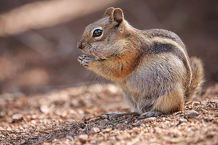 美国洛基山公园吃科罗拉多花栗鼠图片