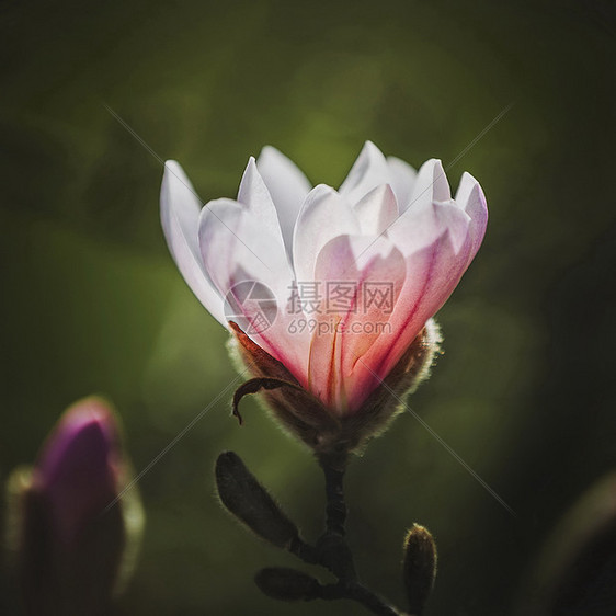 春天公园里开放玉兰花,黑暗的背景上,用浅的Dof图片