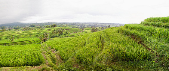 印度尼西亚巴厘岛Jatiluwih稻田梯田的全景图片