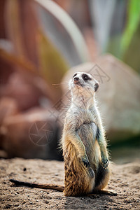 自然生境中的苏丽卡塔Meerkat图片