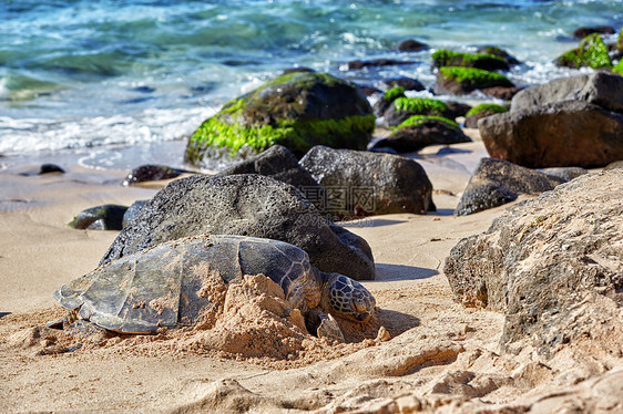 海滩上的巨大绿色海龟CheloniaMydas拉尼亚卡海龟海滩,北岸,瓦胡岛,夏威夷图片