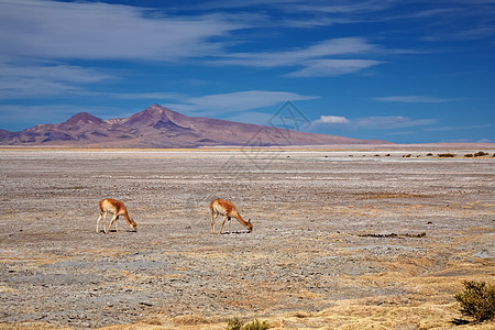 萨拉德塔拉,沙漠阿塔卡马,智利图片