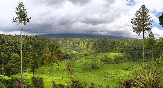 山谷全景与稻田梯田阿贡山,巴厘岛,印度尼西亚图片
