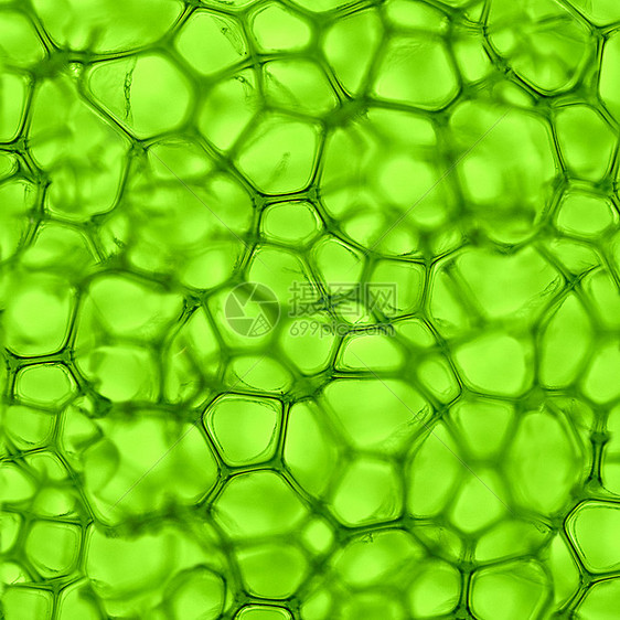 来自细胞的绿色背景图片
