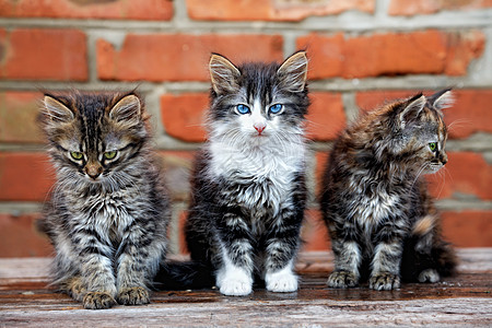 三只小猫砖块背景上图片